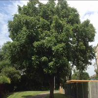 Trees, hedges, weeds and grass